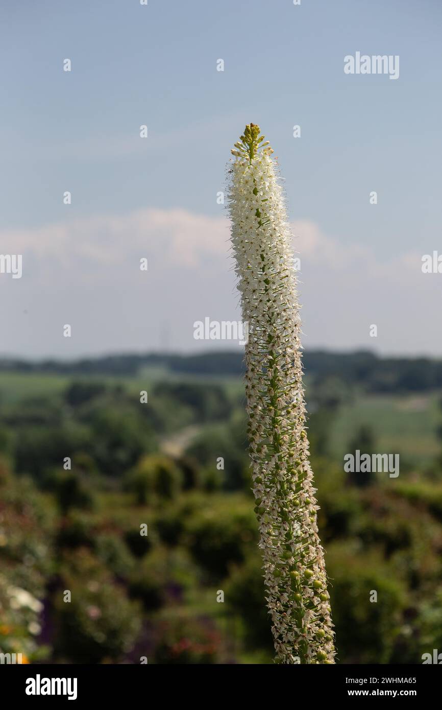 Un giglio di coda di volpe (Eremurus himalaikus, candela del deserto) in piena fioritura con alcuni boccioli in cima Foto Stock