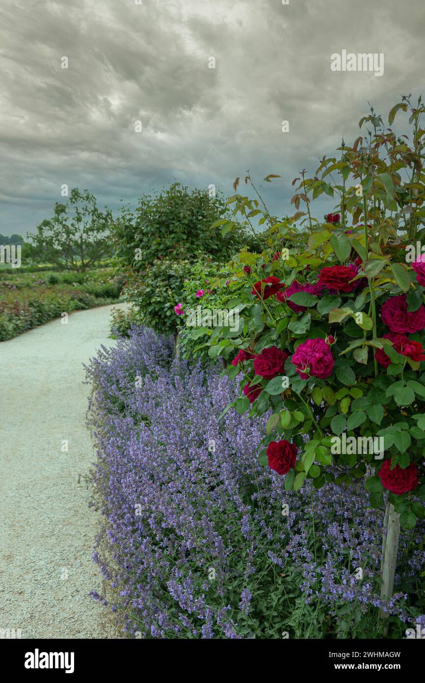 Vista sul giardino di una fila di gatto (nepeta cataria) sotto rose rosse (rosa) in piena fioritura Foto Stock