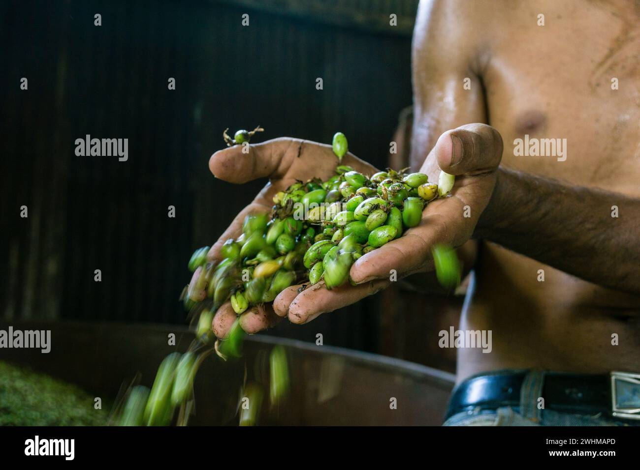 Essiccatore al cardamomo Foto Stock