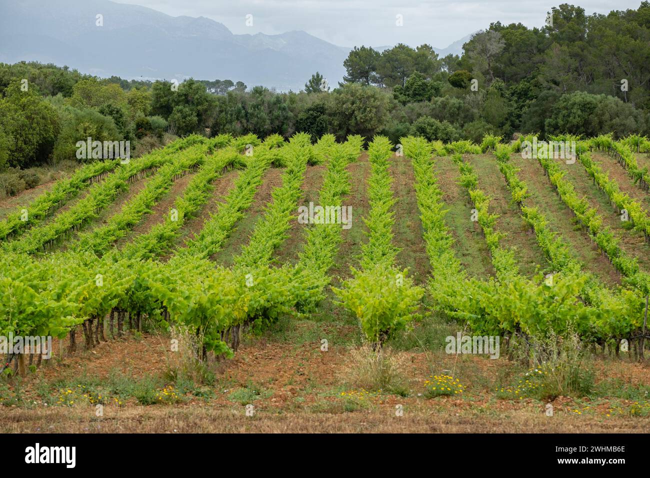 Piantagione di vigneti sotto la pioggia Foto Stock