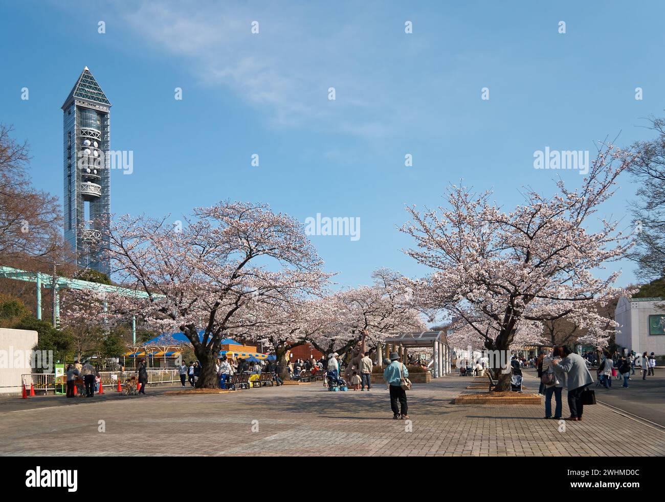 Lo zoo di Higashiyama e i giardini botanici nella stagione primaverile della fioritura dei ciliegi sakura. Nagoya. Giappone Foto Stock