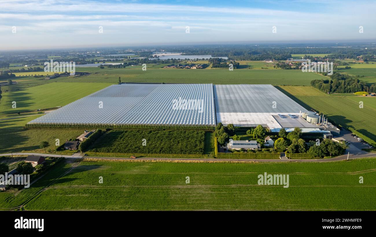 Agricoltura futuristica: Veduta aerea delle serre industriali in mezzo a vasti campi agricoli Foto Stock