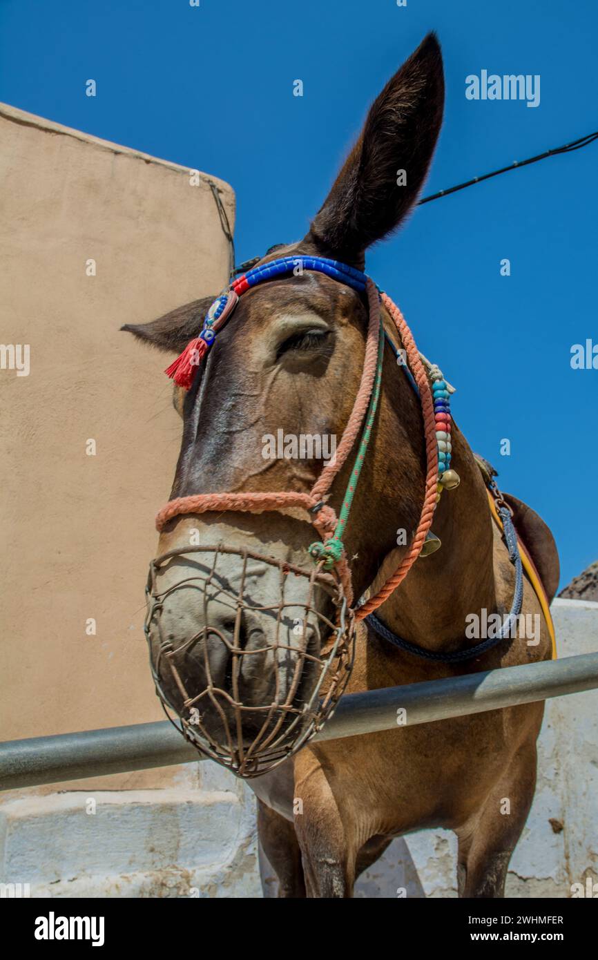 Asini sull'isola di Santorini, in Grecia Foto Stock