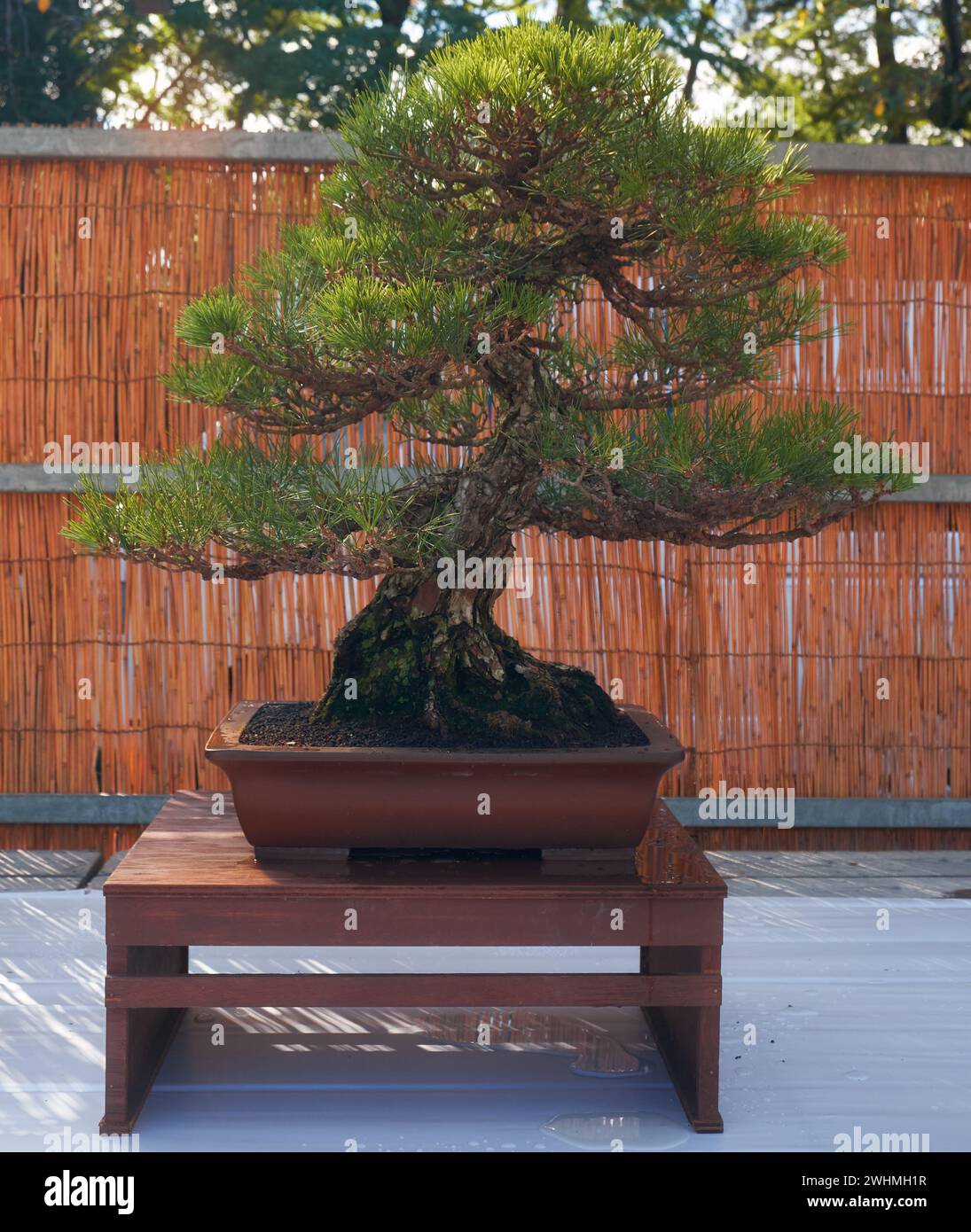 Bonsai di pino nero allo spettacolo Bonsai del Castello di Nagoya. Nagoya. Giappone Foto Stock