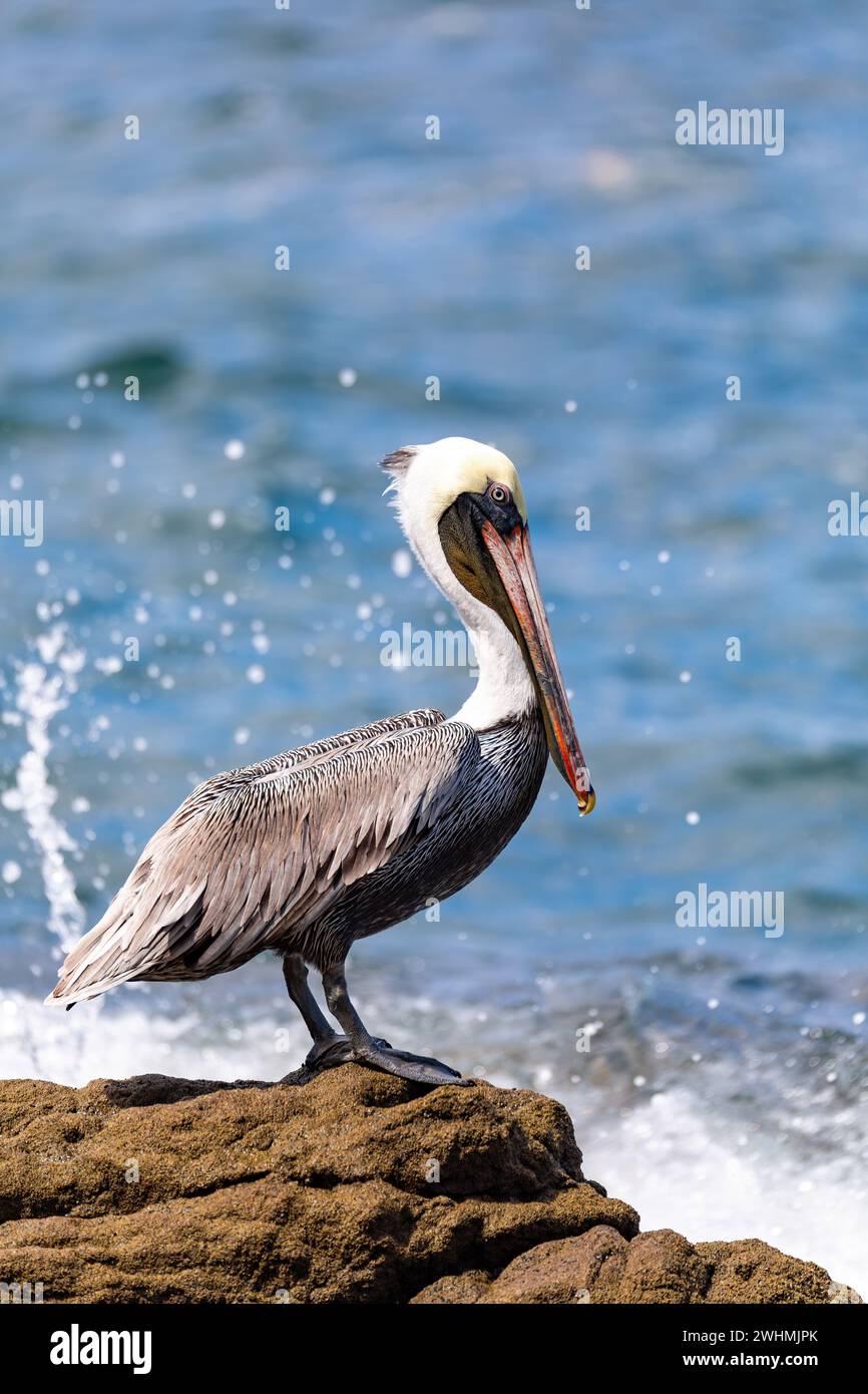 Pelican marrone (Pelecanus occidentalis) Ocotal Beach, Costa Rica Foto Stock