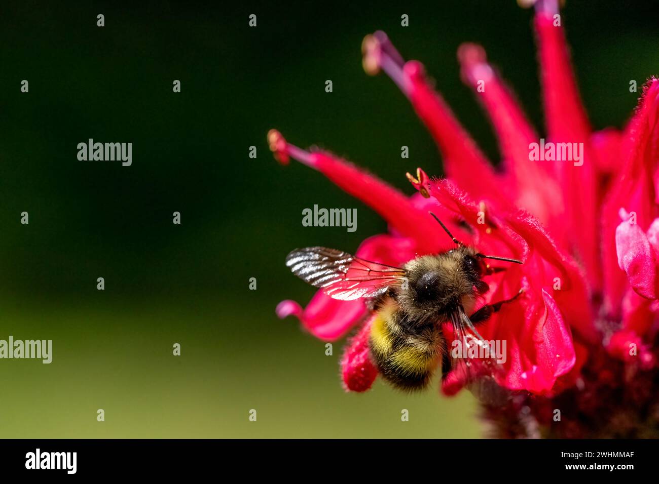Issaquah, Washington, USA. Fiore di Bee Balm impollinato da un bumblebee Foto Stock