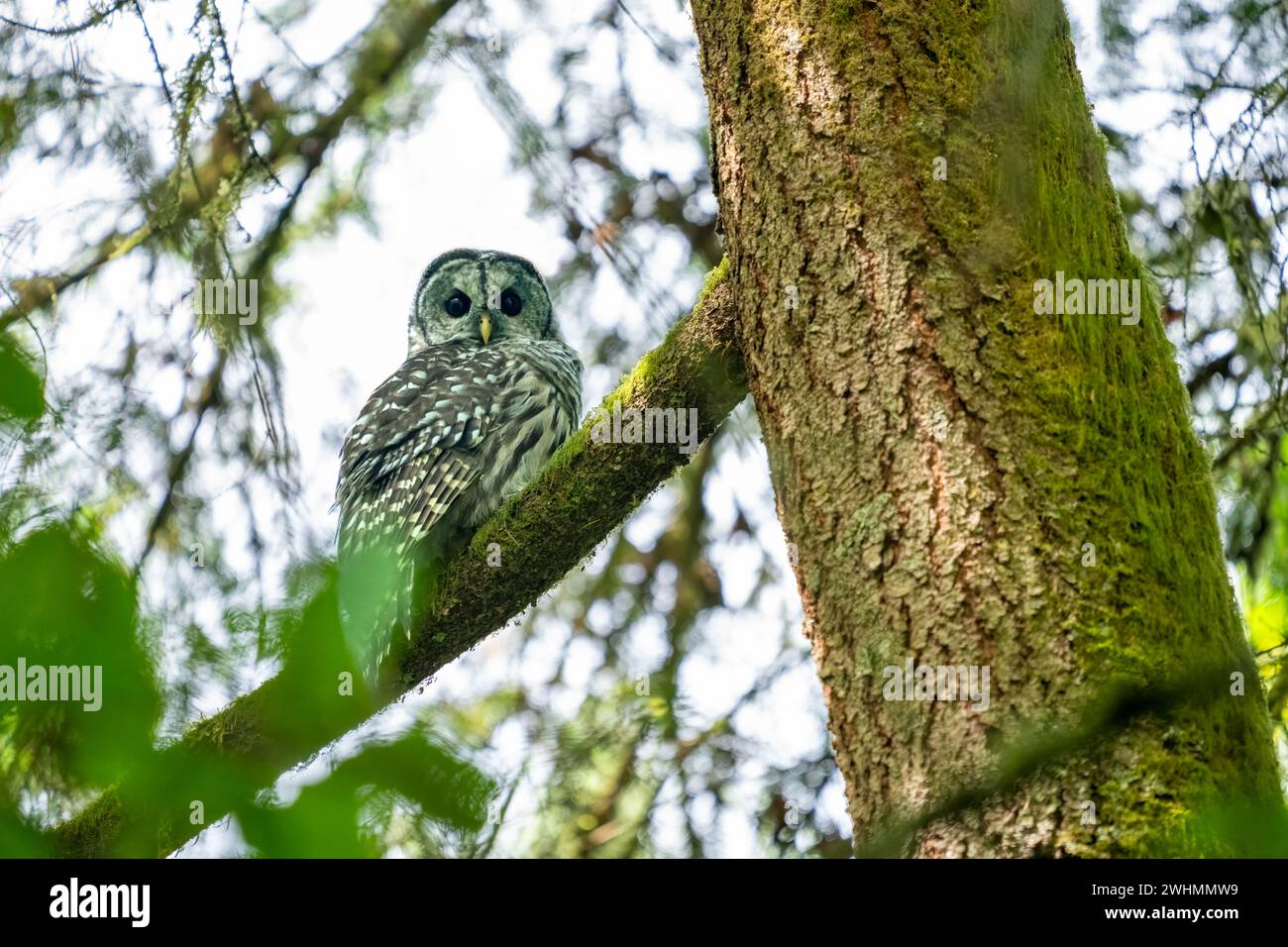 Issaquah, Washington, Stati Uniti. Gufo barrato del Nord seduto in un grande albero d'acero. Foto Stock