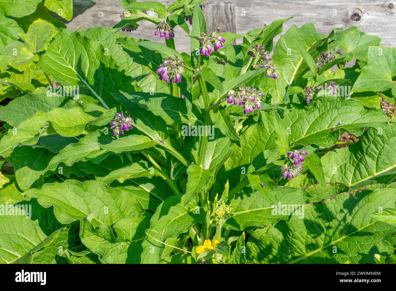 Issaquah, Washington, Stati Uniti. Arbusto Comfrey fiore comune, anche noto come Boneset, Knitbone, Quaker Comfrey, e sdrucciolevole-radice Foto Stock