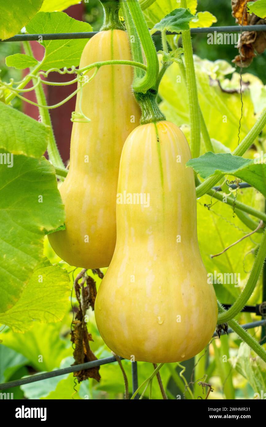 Bellevue, Washington, Stati Uniti. Zucca Butternut sulla vite. Foto Stock