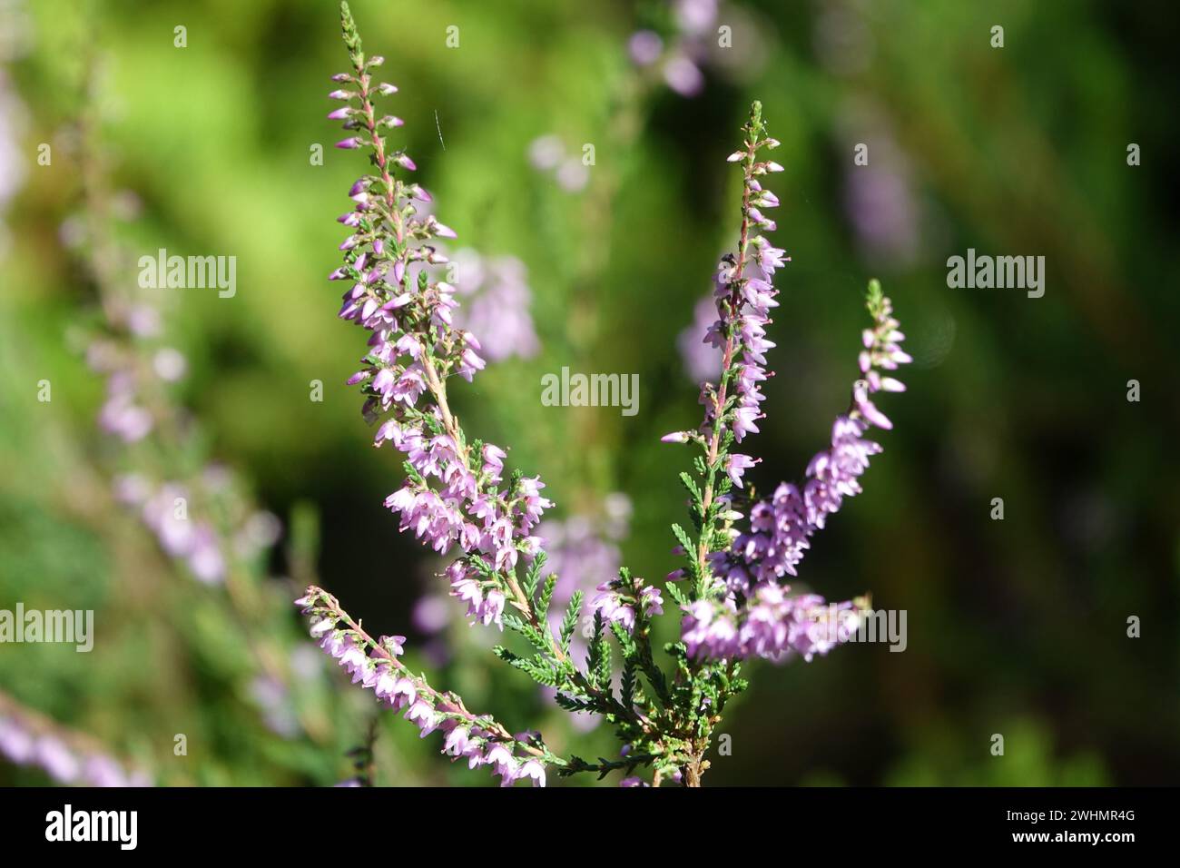 Calluna vulgaris, comune heather Foto Stock