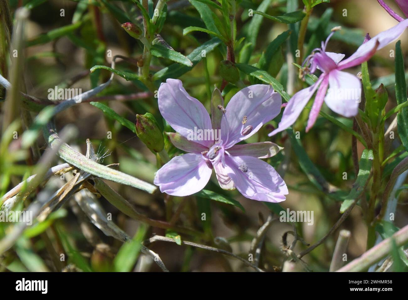 Epilobium fleischeri, willowerb alpino Foto Stock