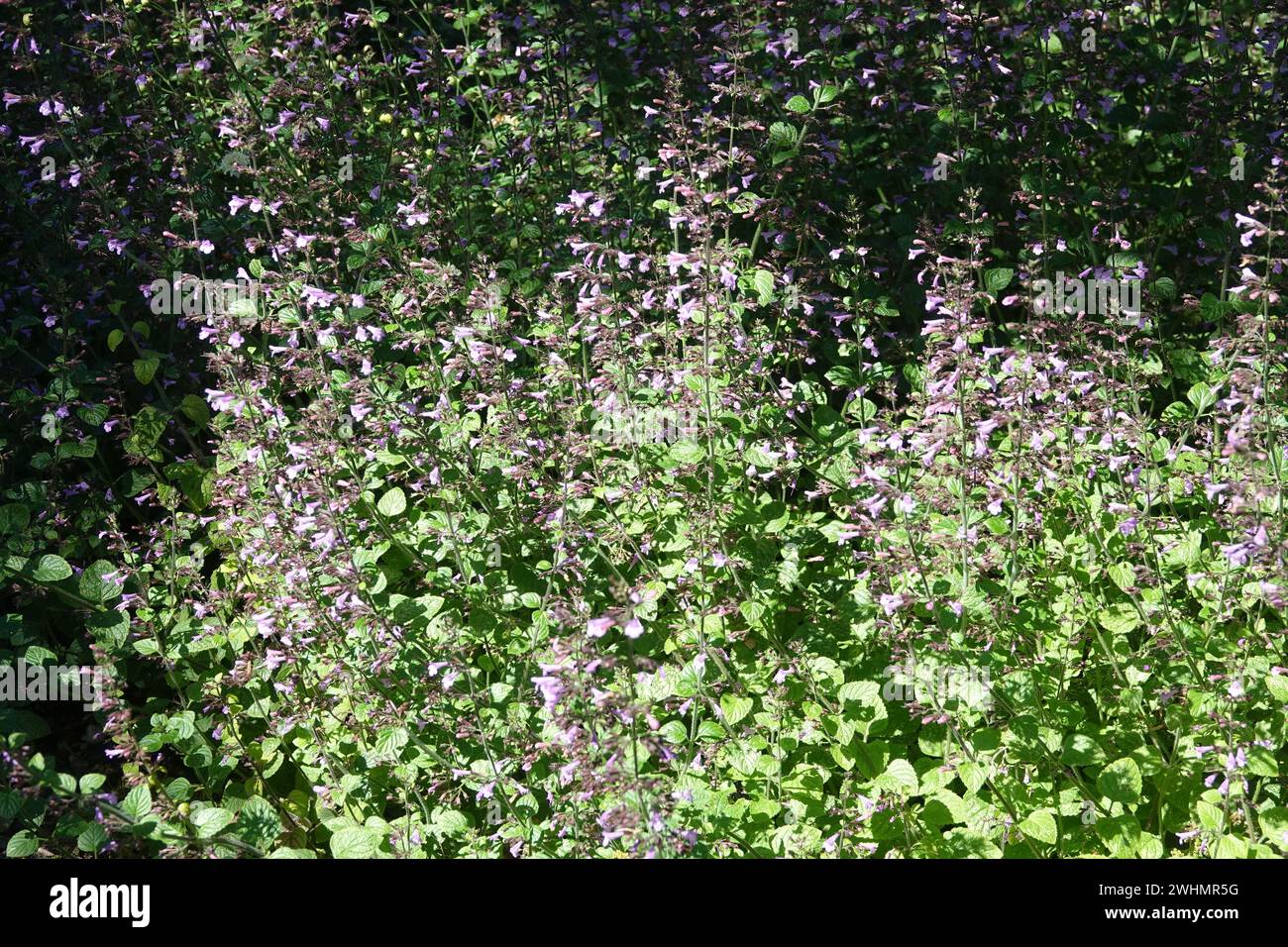 Clinopodium menthifolium, legno di nepitella Foto Stock