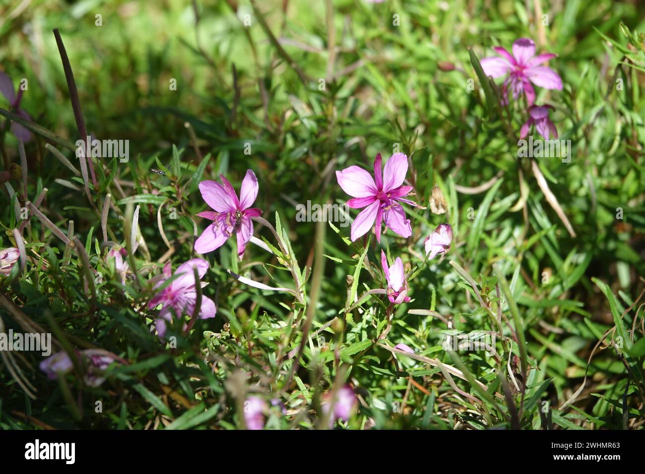 Epilobium fleischeri, willowerb alpino Foto Stock