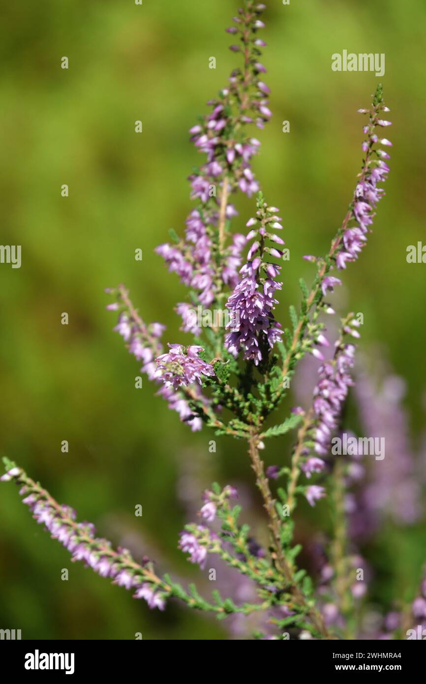 Calluna vulgaris, comune heather Foto Stock