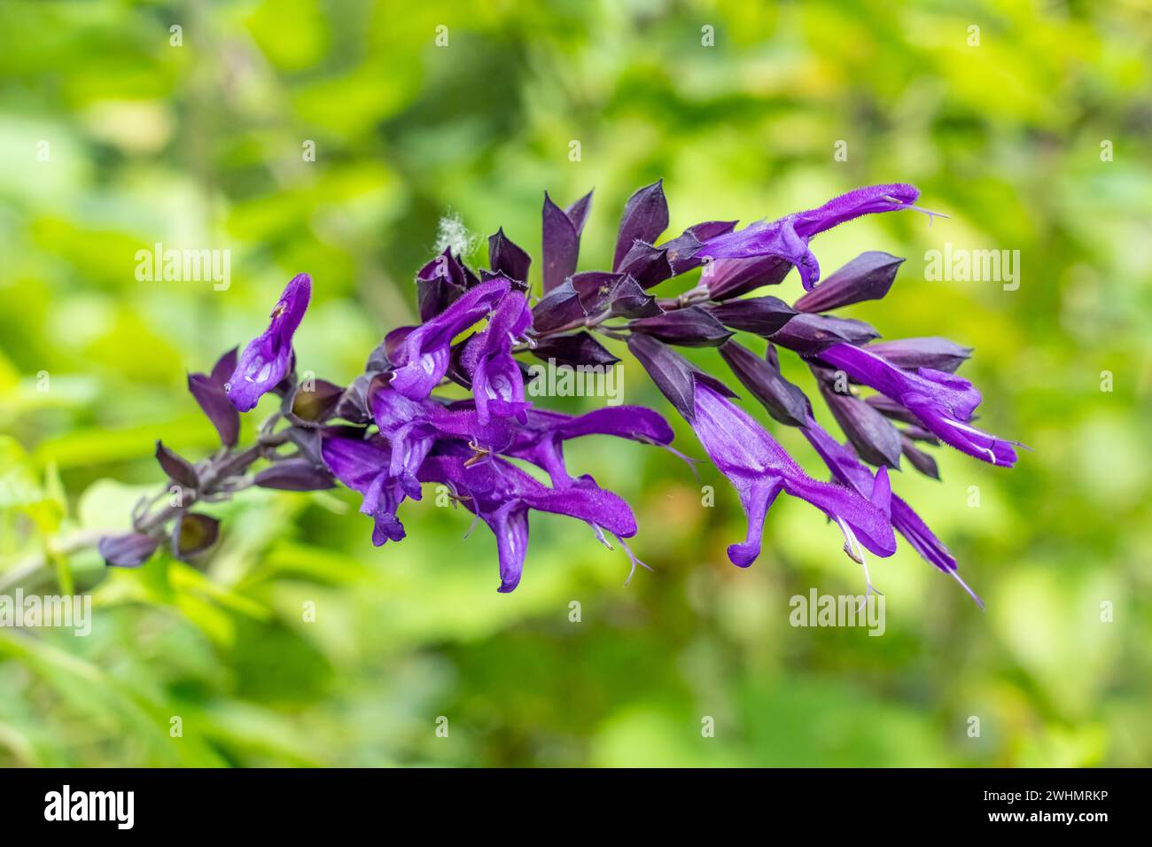 Bellevue, Washington, Stati Uniti. Friendship Sage arbusto in fiore, nome scientifico Salvia guarantica 'Amistad'. I magnifici fiori viola scuro fioriscono in fr Foto Stock