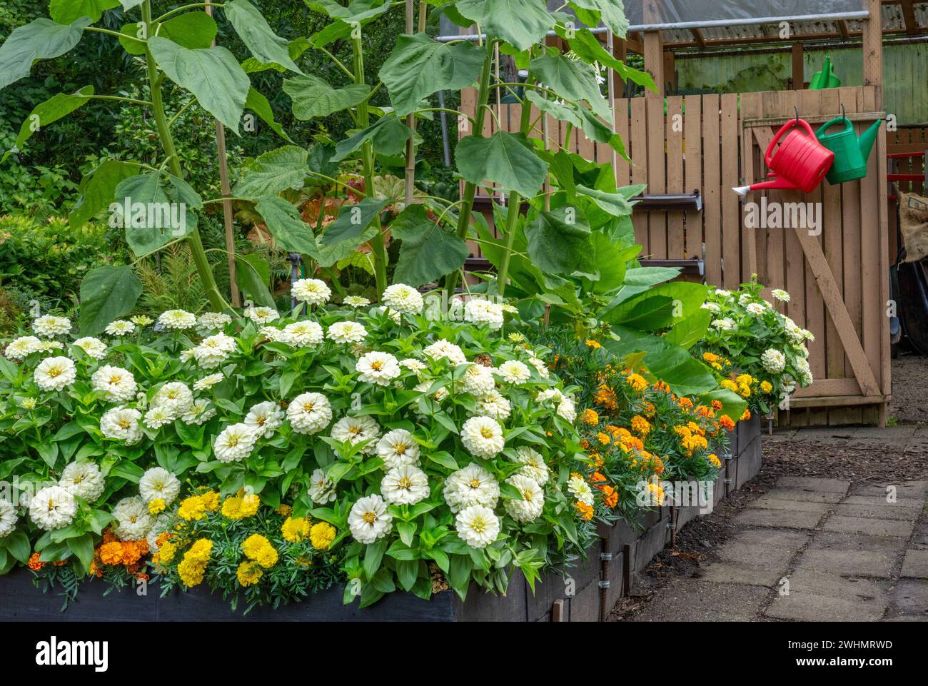 Bellevue, Washington, Stati Uniti. Dahlias, Marigolds e Girasoli che crescono in un letto rialzato, vicino a un capannone da giardino Foto Stock