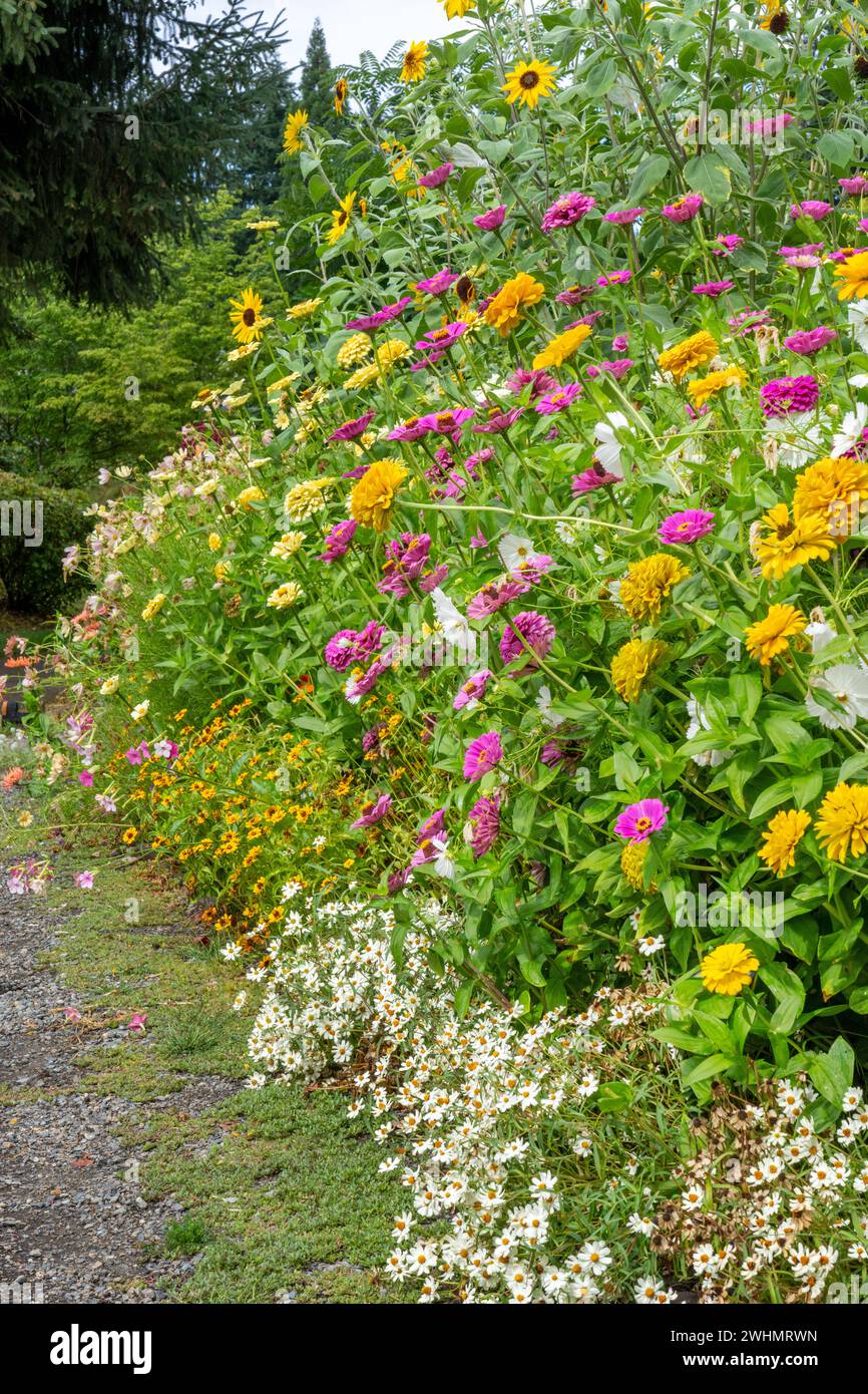 Bellevue, Washington, Stati Uniti. Giardino fiorito fila di dalie, girasoli e margherite lungo un sentiero. Foto Stock