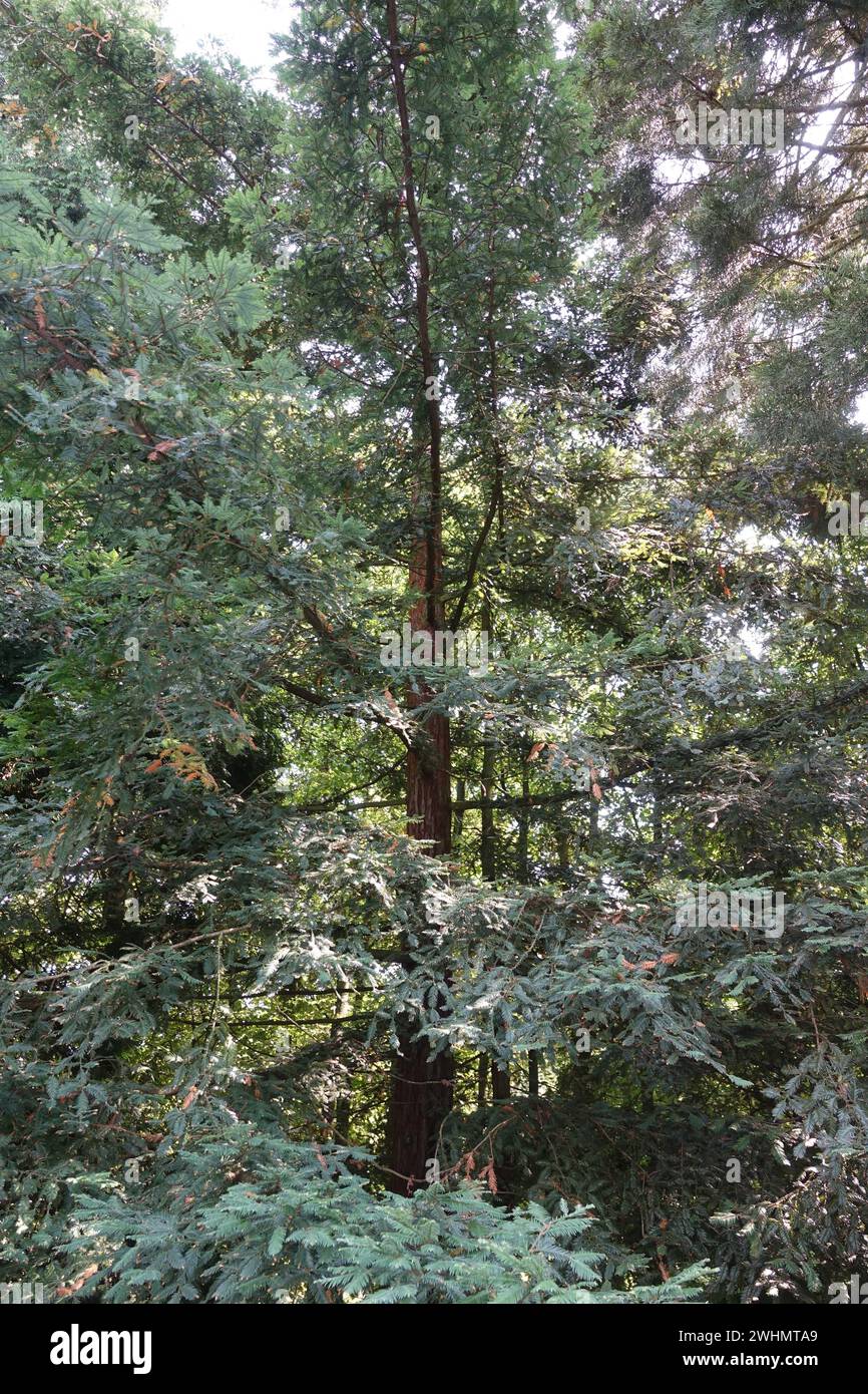 Sequoia sempervirens, sequoia costiera Foto Stock