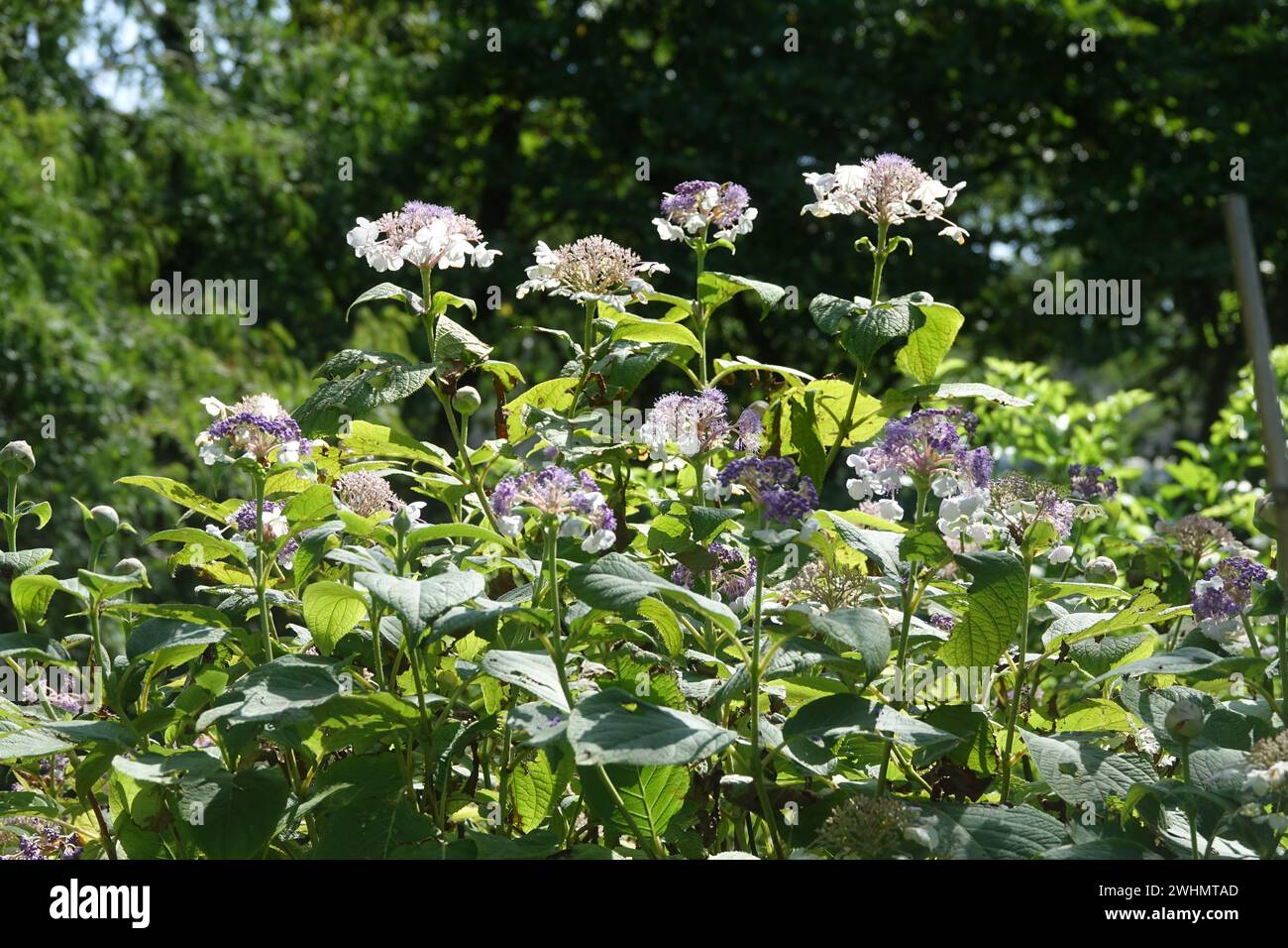 Hydrangea involucrata, ortensie giapponesi Foto Stock