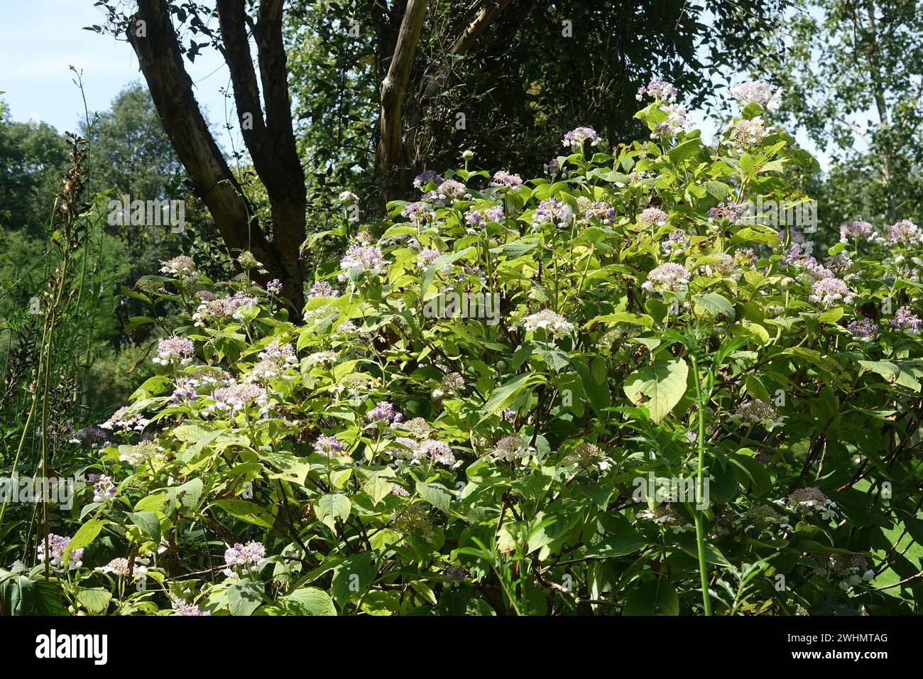 Hydrangea involucrata, ortensie giapponesi Foto Stock