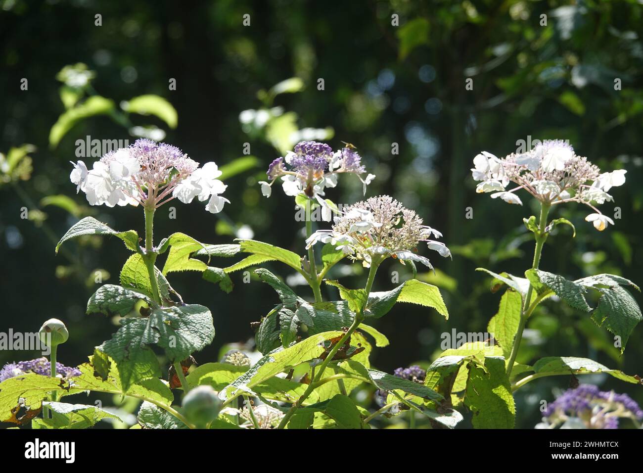 Hydrangea involucrata, ortensie giapponesi Foto Stock