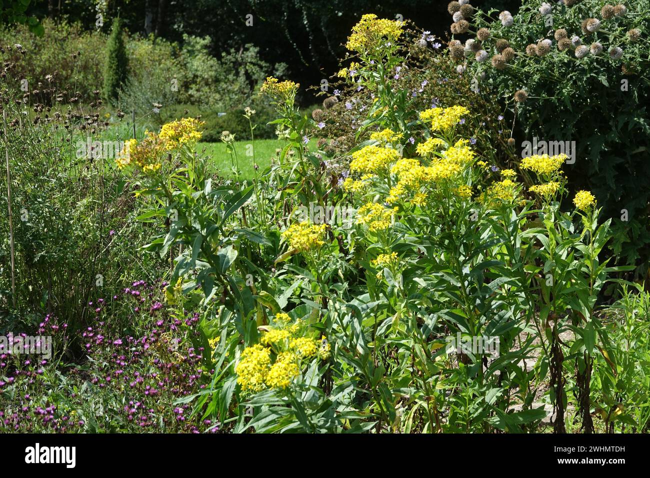 Senecio fluviatilis, ragwort a foglia larga Foto Stock