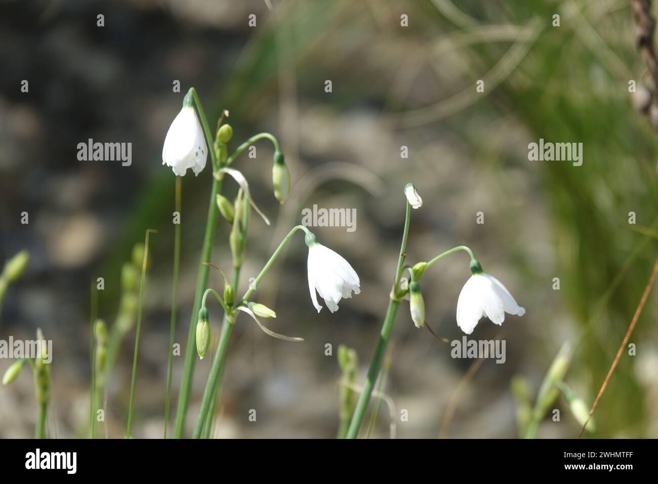 Leucojum valentinum, fiocco di neve di Valencia Foto Stock