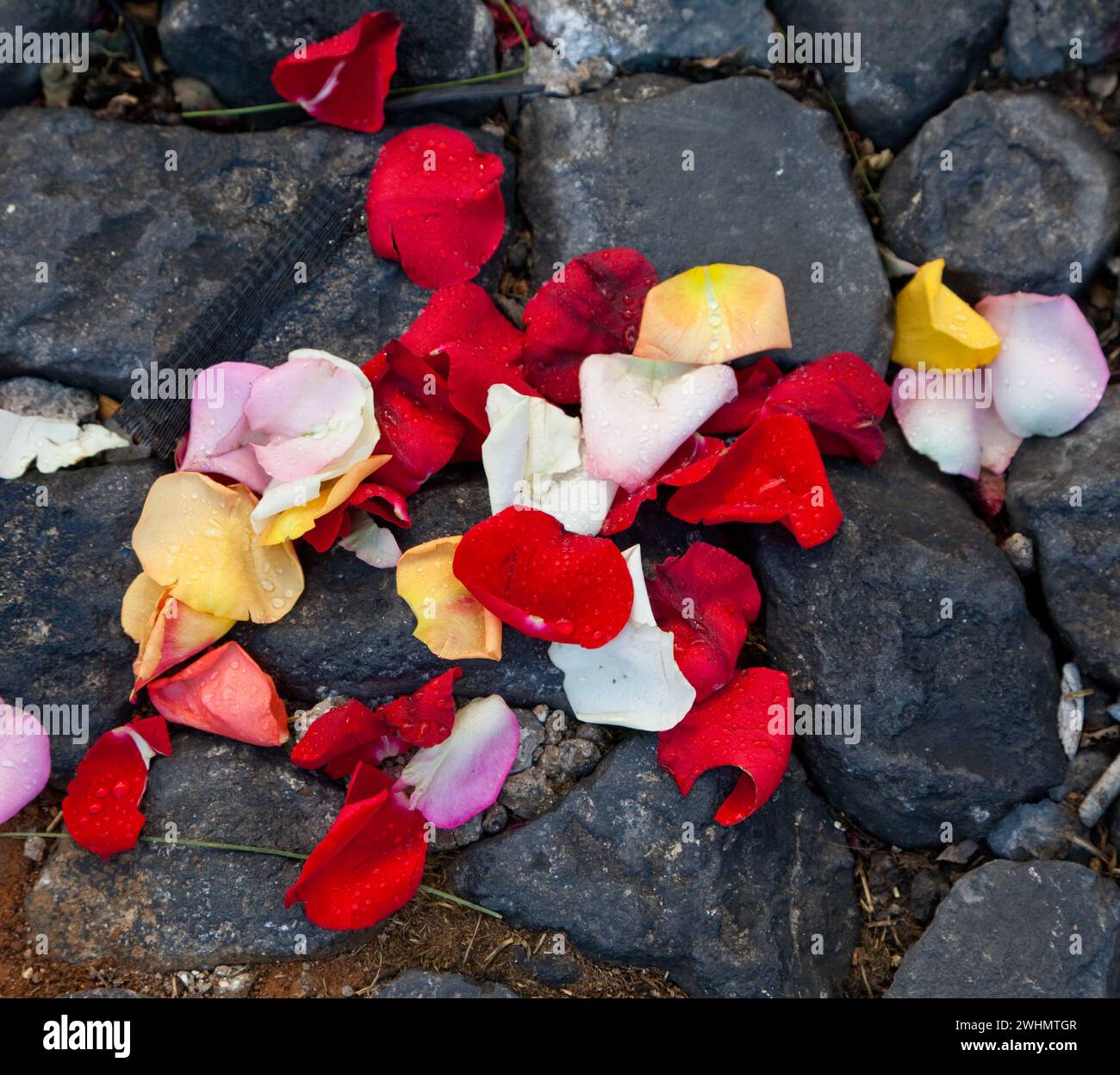 Antigua, Guatemala. Petali di rosa giacciono tra lastricati, resti di un alfombra (tappeto) di fiori, aghi di pino e altri materiali tradizionali deco Foto Stock