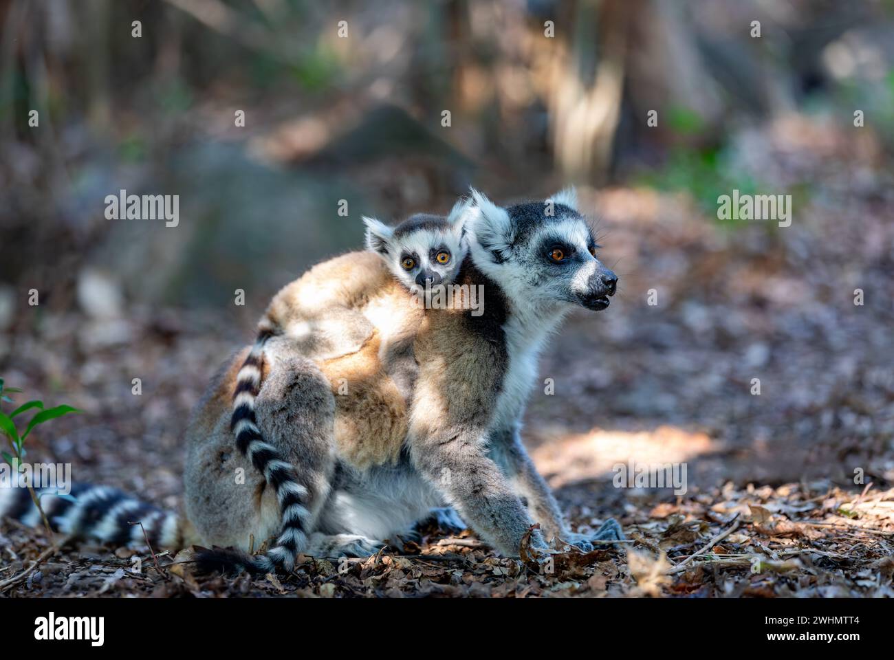 Limur dalla coda ad anello con bambino, catta di Lemur, fauna selvatica del Madagascar Foto Stock