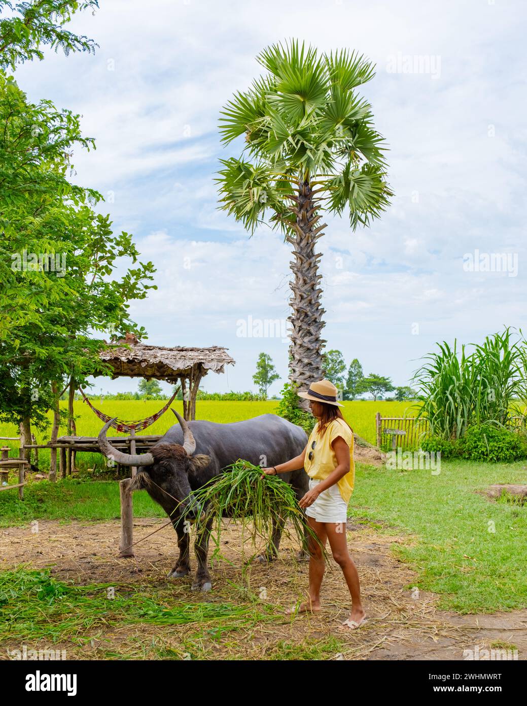 Donna asiatica in una fattoria in famiglia in Thailandia con un bufalo Foto Stock