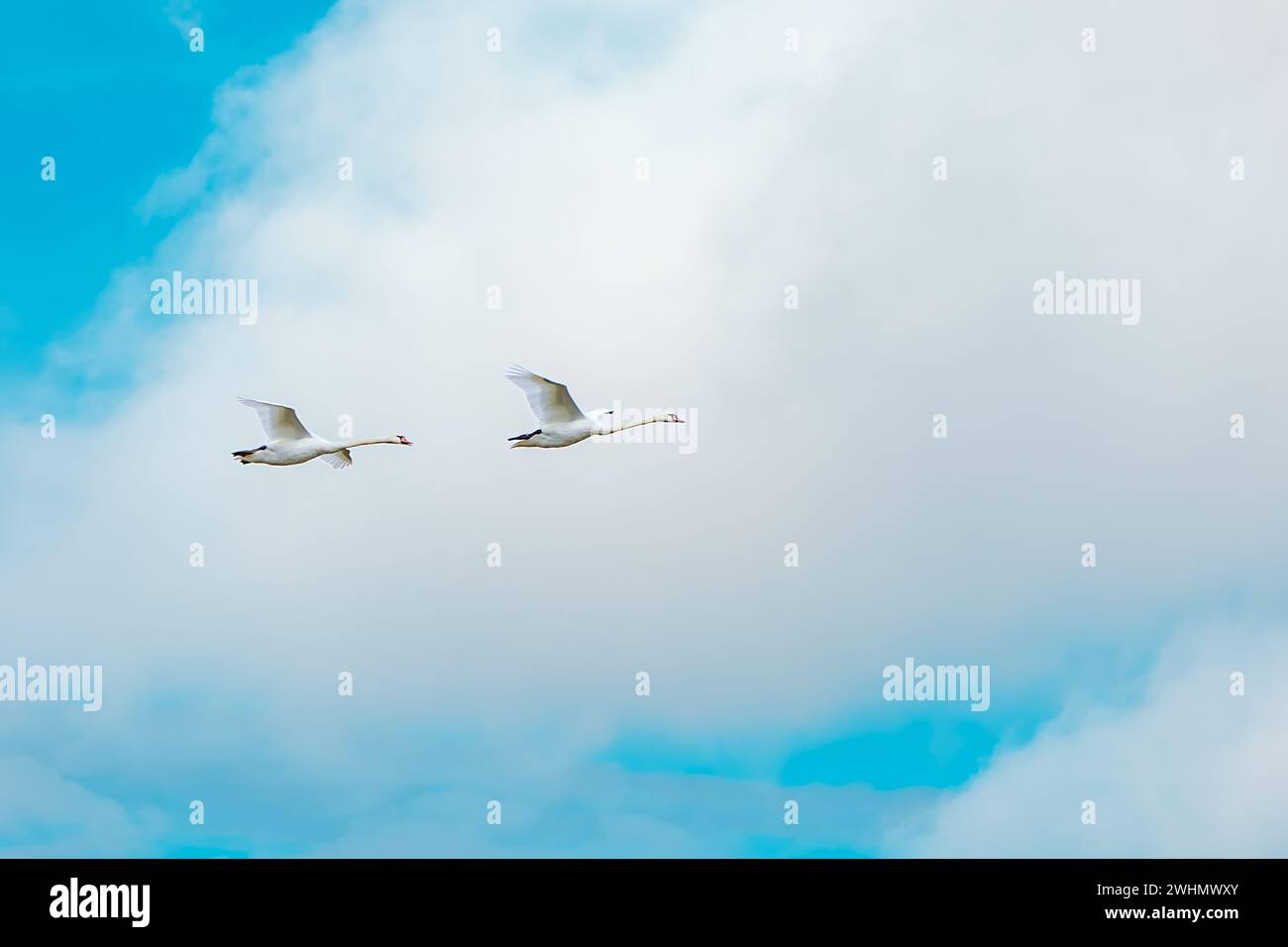 Cigni muti (Cygnus olor) in volo. Due cigni muti in volo con sfondo cielo Foto Stock