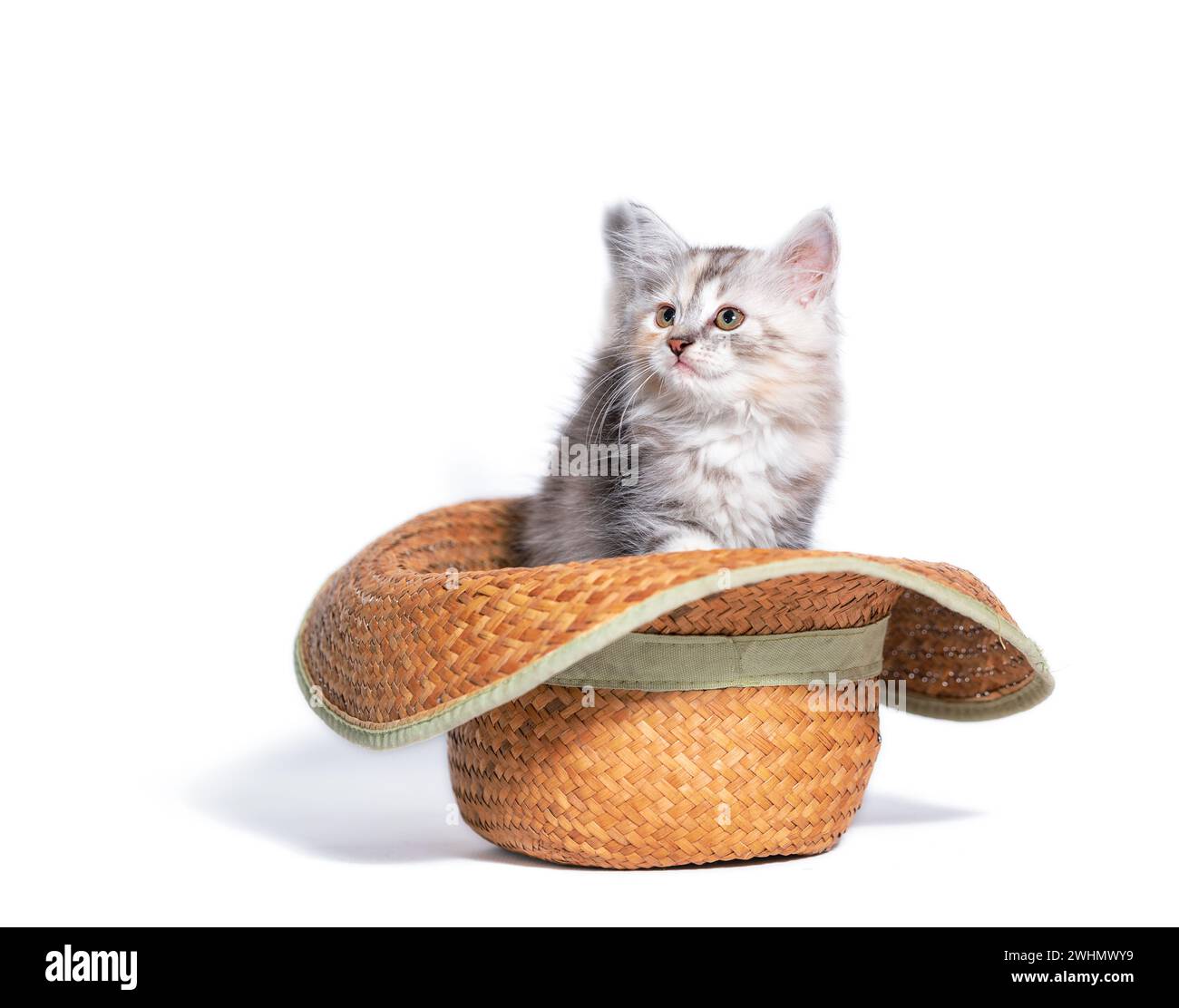 Gattino soffice e tricolore seduto in un cappello giallo intrecciato da contadino Foto Stock