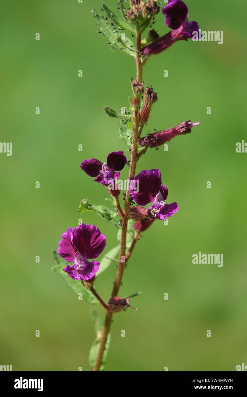 Cuphea procumbens, alga strisciante Foto Stock