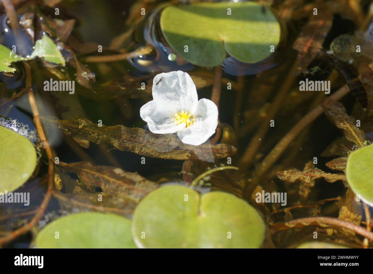 Hydrocharis morsus-ranae, Frogbit Foto Stock