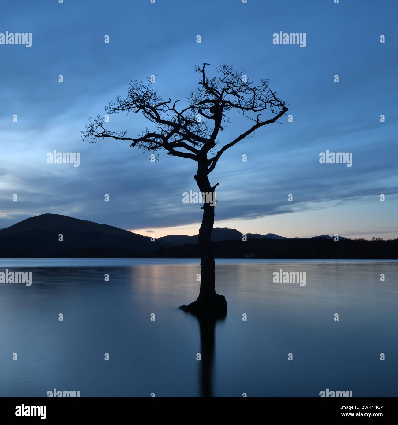 Un albero di Rowan solitario che cresce nelle acque di Loch Lomond a Milarrochy Bay, preso dopo il tramonto in Scozia Foto Stock