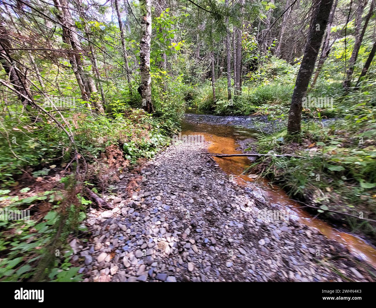 Immagine di una foresta Foto Stock