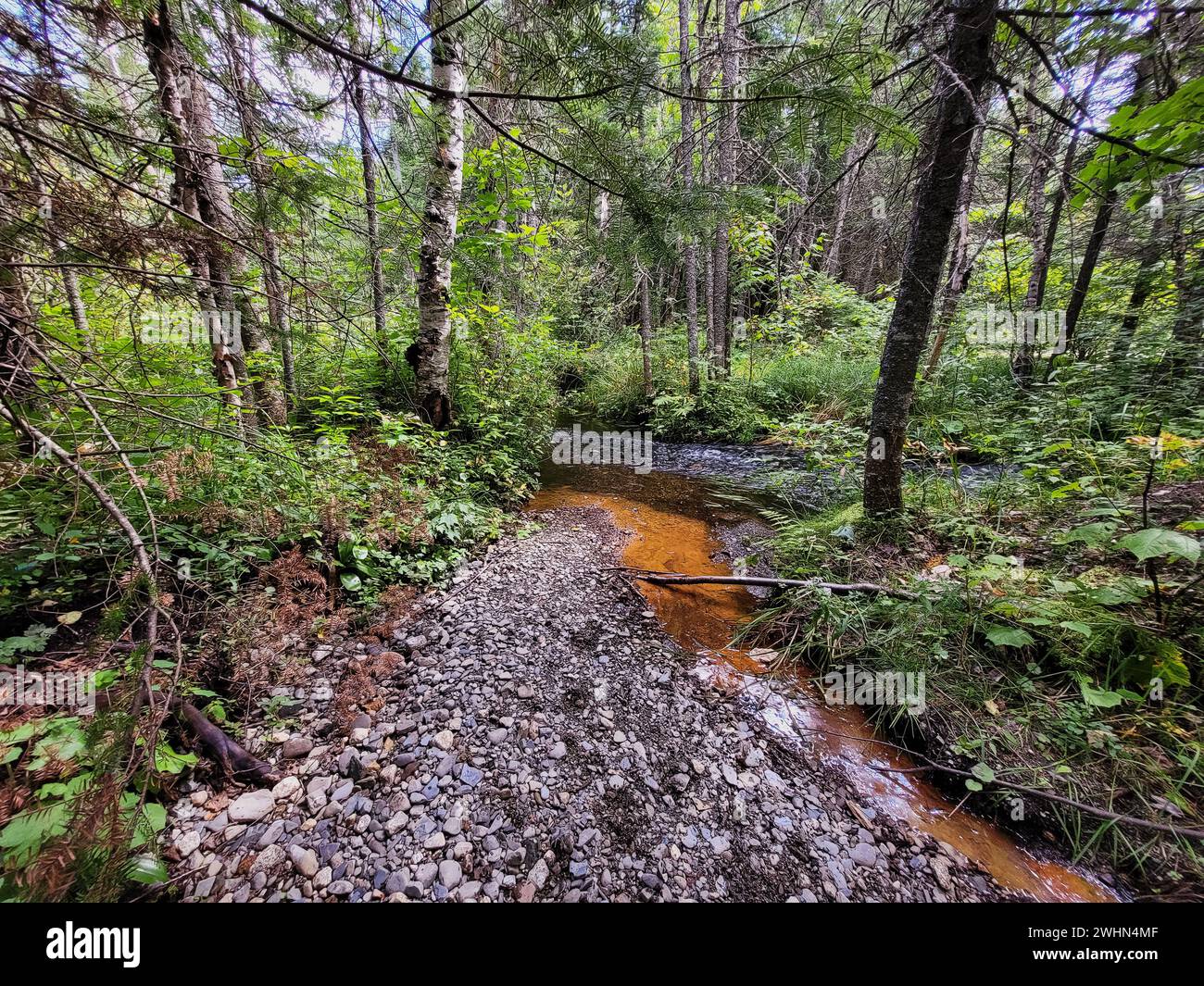Immagine di una foresta Foto Stock