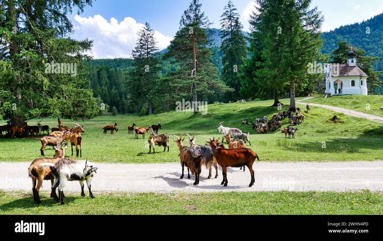 Mandria di capre di fronte alla cappella Maria KÃ¶nig sul lago Lautersee Foto Stock