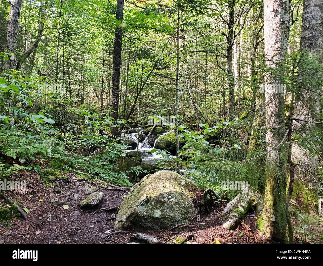 Immagine di una foresta Foto Stock