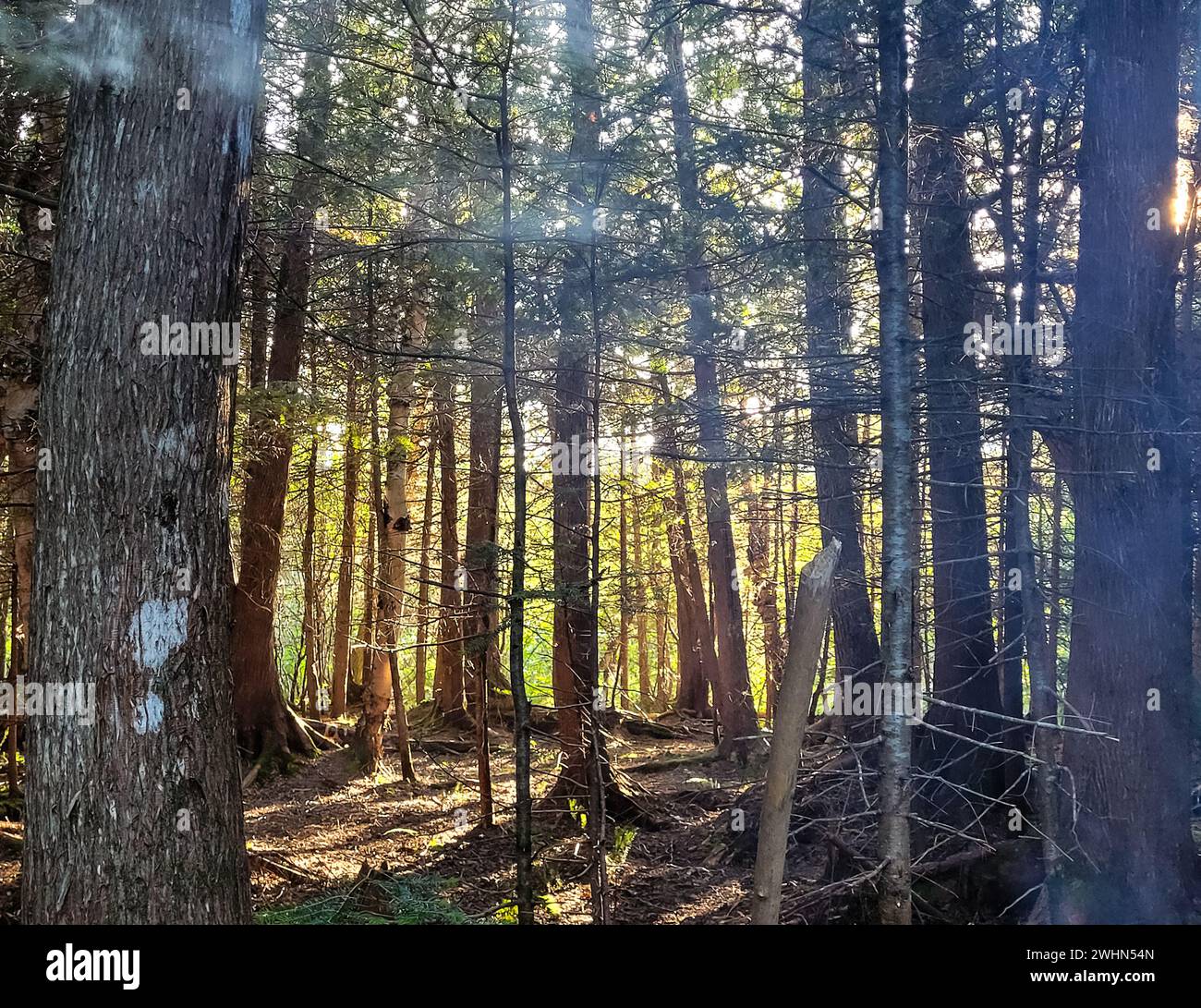 Immagine di una foresta Foto Stock