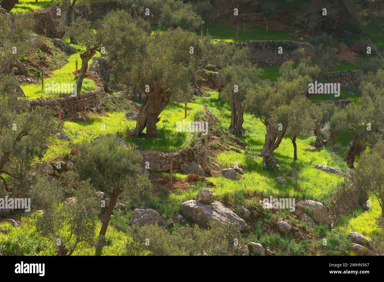 Olivar de SA Serra de Son Moragues. Valldemossa.Tramuntana.Mallorca.Baleares .EspaÃ±a. Foto Stock