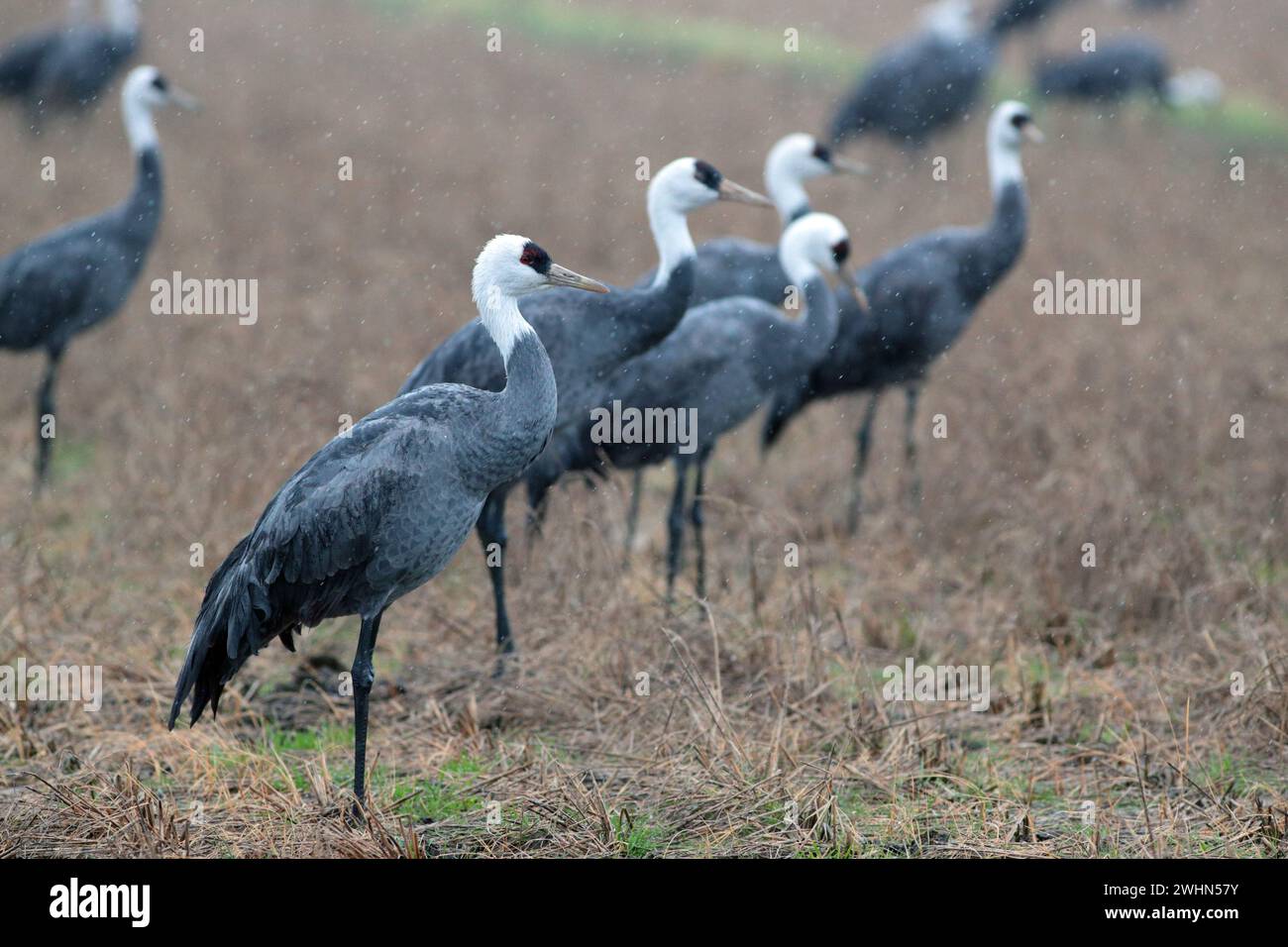 Un gruppo di Gru con cappuccio (Grus monacha) adulti, Arasaki, Izumi City, Kyushu, Giappone 31 gennaio 2024 Foto Stock