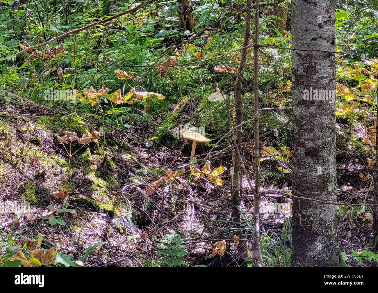 Immagine di funghi nella foresta Foto Stock