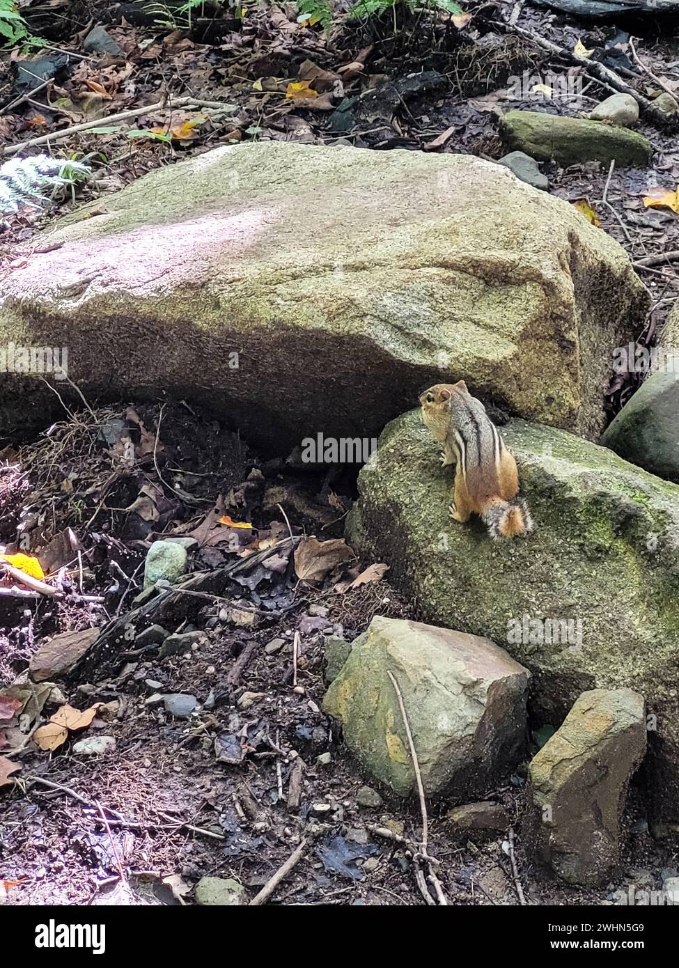 Immagine di uno scoiattolo su rocce nella foresta Foto Stock