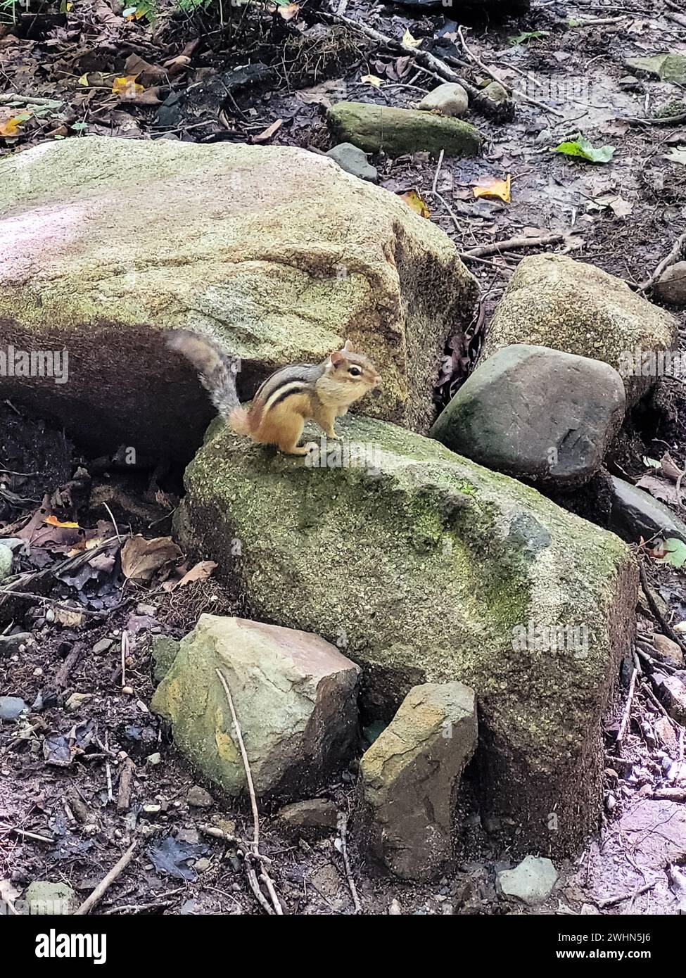 Immagine di uno scoiattolo su rocce nella foresta Foto Stock
