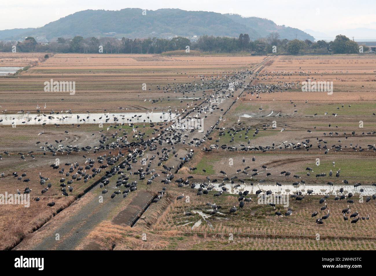 Vista del gregge di gru svernanti dal Centro di osservazione delle gru Arasaki, Izumi City, Kyushu, Giappone febbraio 2024 Foto Stock