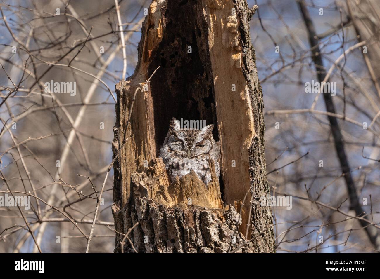 Lo Screech Owl orientale (Megascops asio) in natura fa un pisolino nel ramo rotto dell'albero Foto Stock