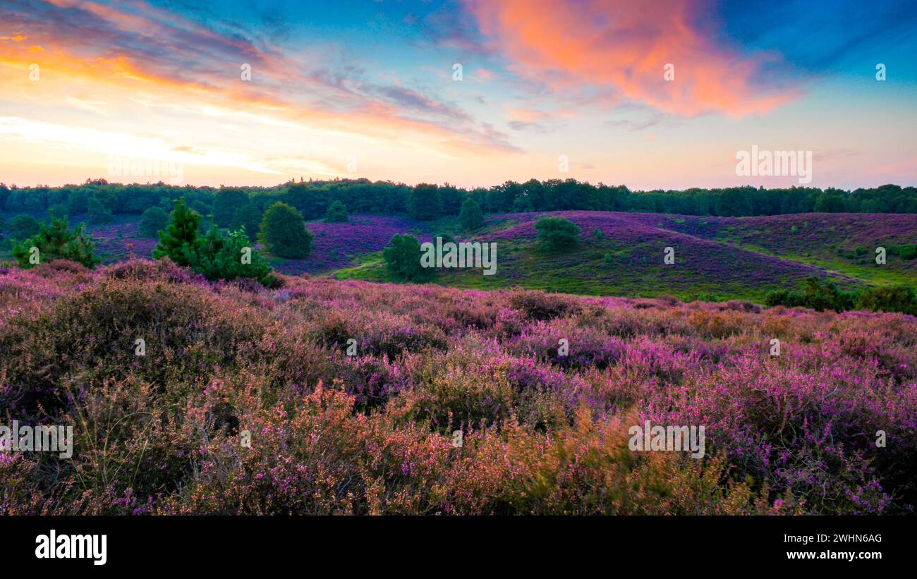 Campi di Erica in fiore, erica rosa viola in fiore, riscaldatore in fiore nei Paesi Bassi Foto Stock