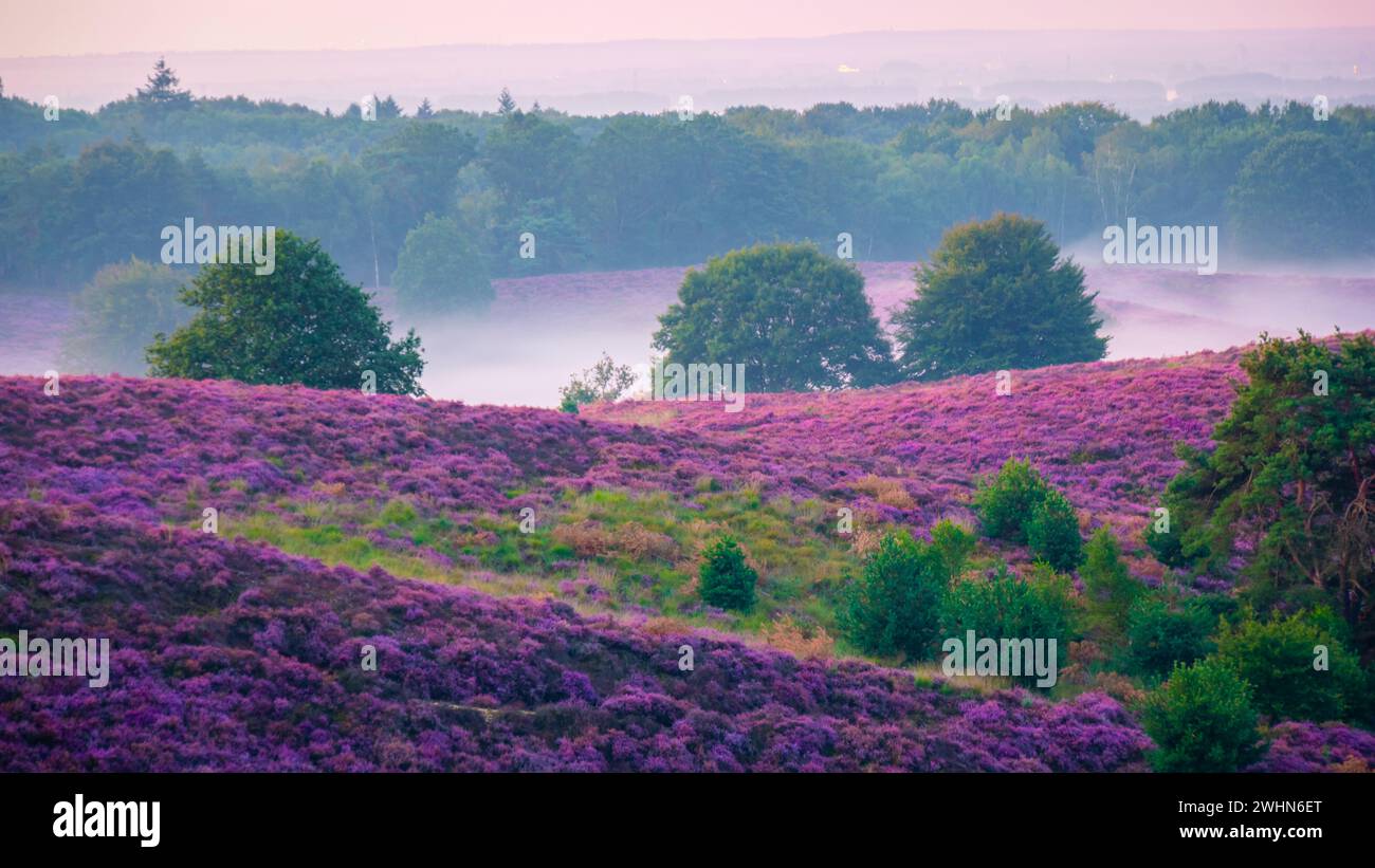 Campi di Erica in fiore, erica rosa viola in fiore, riscaldatore in fiore nei Paesi Bassi Foto Stock