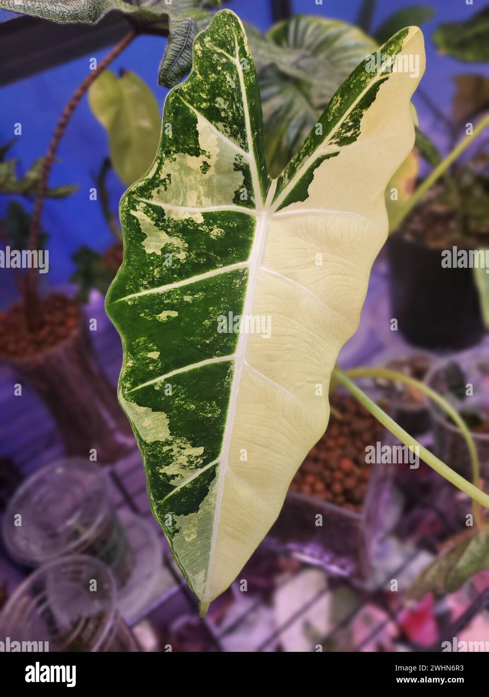 Splendida foglia di marmo bianca e verde di Alocasia Frydek variegata Foto Stock
